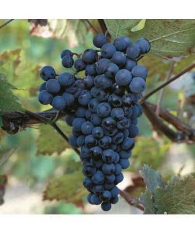 Réva vinná 'Alden' P9/C1