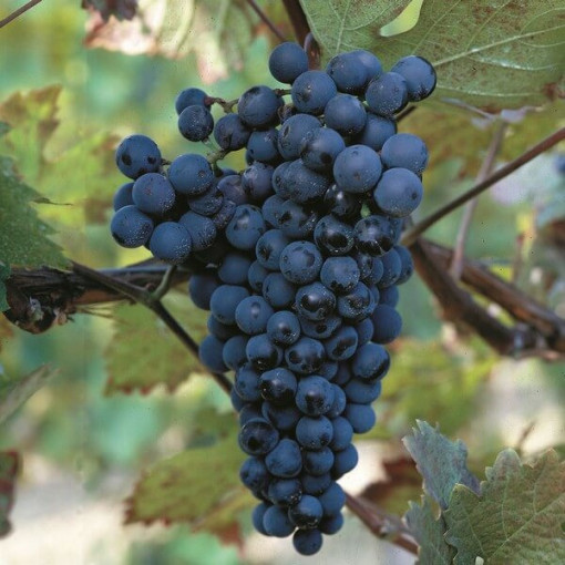 Réva vinná 'Alden' P9/C1