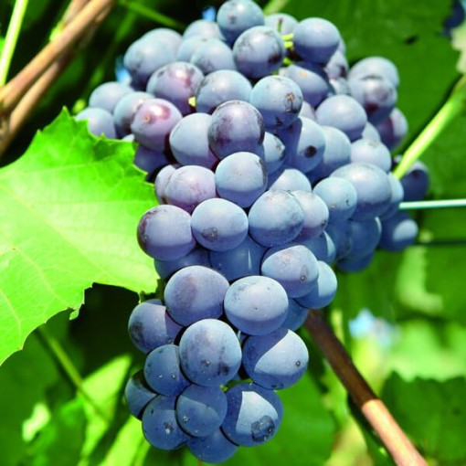 Vinná réva 'Agat Donskij' P9/C1