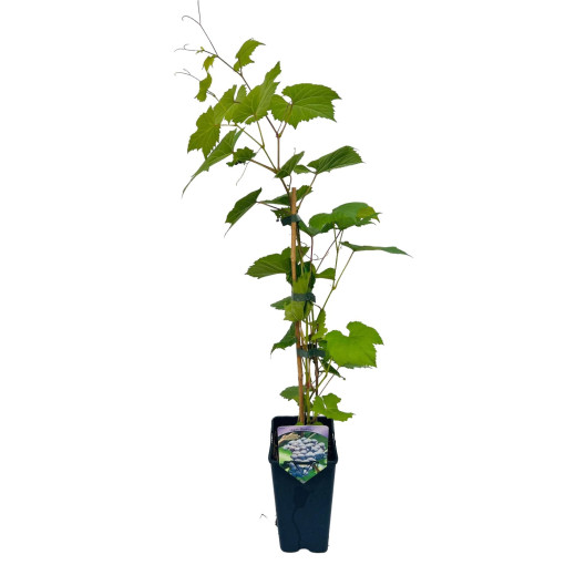 Vinná réva 'Agat Donskij' P9/C1