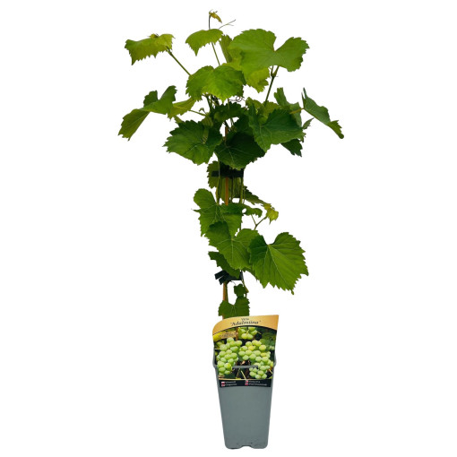 Vinná réva 'Adalmiina' P9/C1