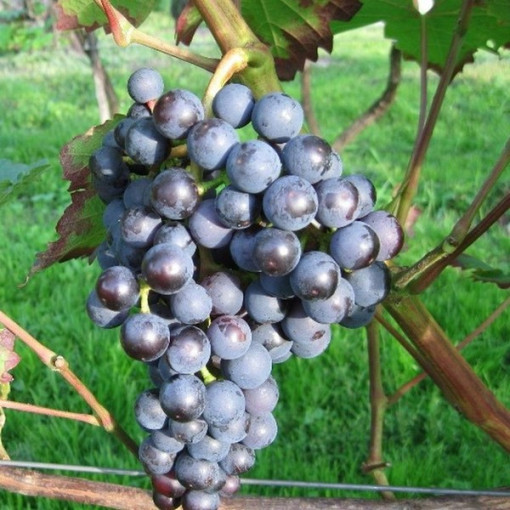 Réva vinná 'Dornfelder' P9/C1