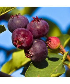 Muchovník Lamarckův (Amelanchier lamarckii) P9/C1