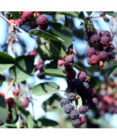 Muchovník Lamarckův (Amelanchier lamarckii) P9/C1