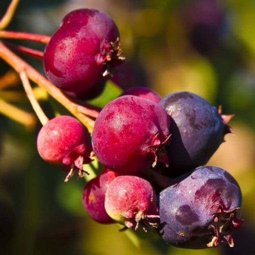 Muchovník Lamarckův (Amelanchier lamarckii) P9/C1