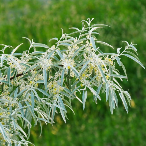 Rakytník úzkolistý / samičí rostlina