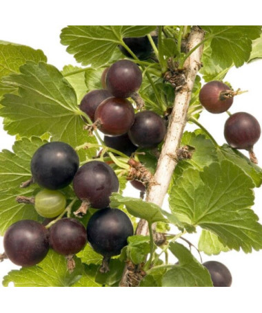 Josta (Ribes x nidigrolaria) P9/C1