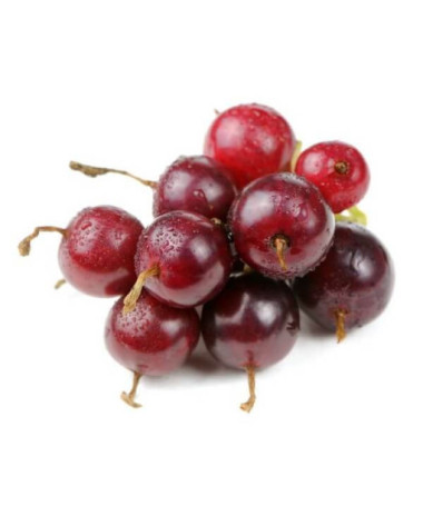 Josta (Ribes x nidigrolaria) P9/C1