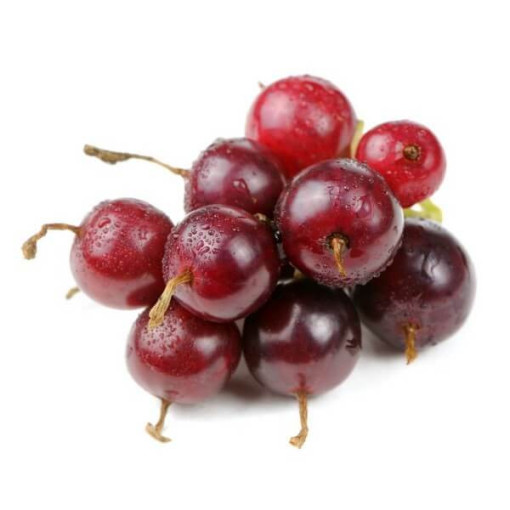 Josta (Ribes x nidigrolaria) P9/C1