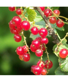 Červený rybíz 'Jonkheer van Tets' P9/C1