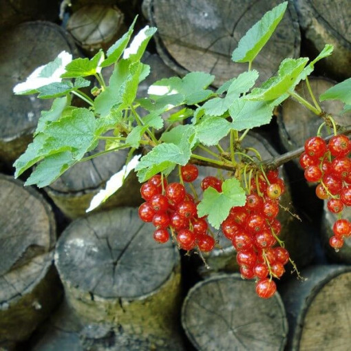 Červený rybíz 'Jonkheer van Tets' P9/C1