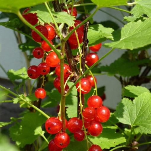 Červený rybíz 'Jonkheer van Tets' P9/C1