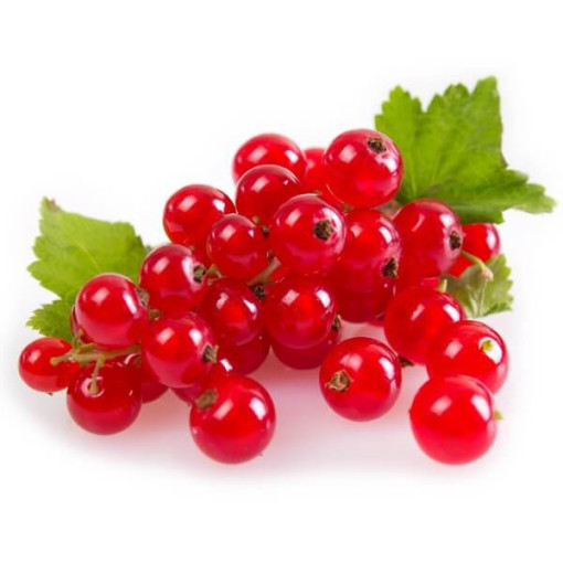 Červený rybíz 'Jonkheer van Tets' P9/C1