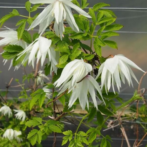 Clematis Albina Plena (botanický) PLNÝ květináč, 4L
