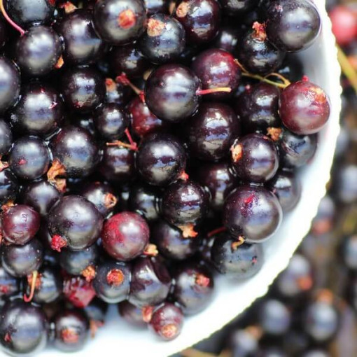 Černý rybíz 'Titania' P9/C1