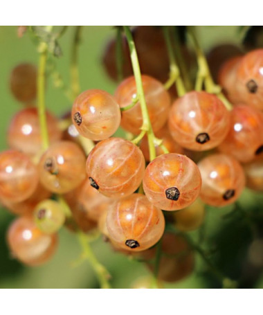 Bílý rybíz z 'Jüterbogu' P9/C1