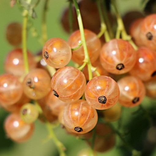 Bílý rybíz z 'Jüterbogu' P9/C1