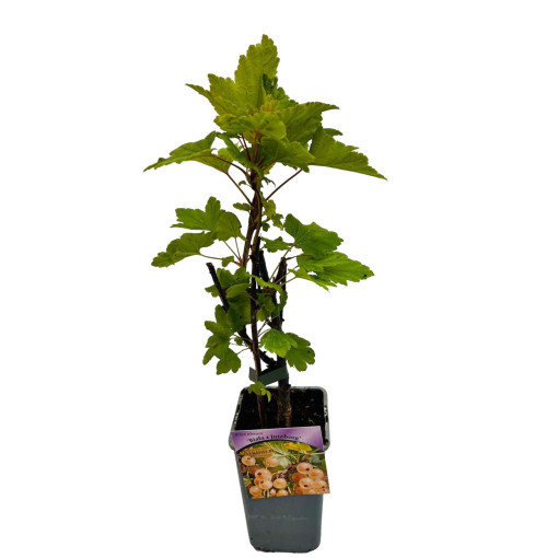 Bílý rybíz z 'Jüterbogu' P9/C1