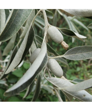 Hlošina úzkolistá