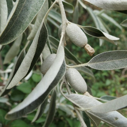 Hlošina úzkolistá