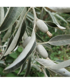 Hlošina úzkolistá