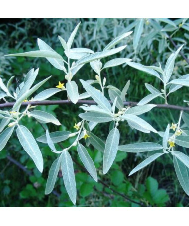 Hlošina úzkolistá