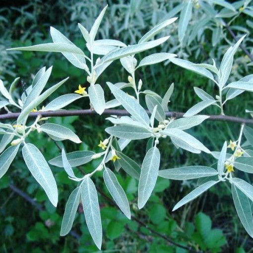 Hlošina úzkolistá