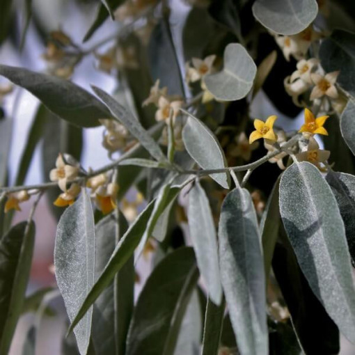 Hlošina úzkolistá