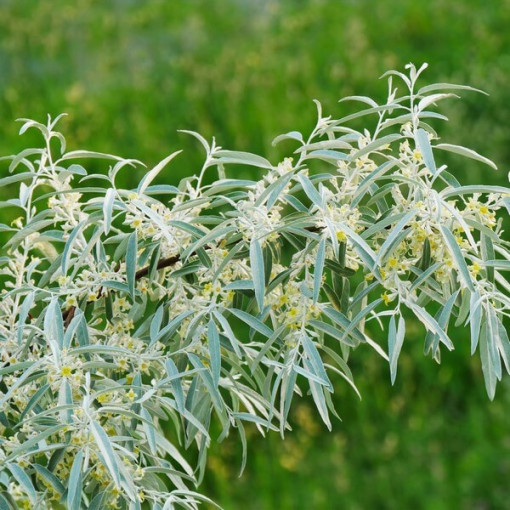 Hlošina úzkolistá