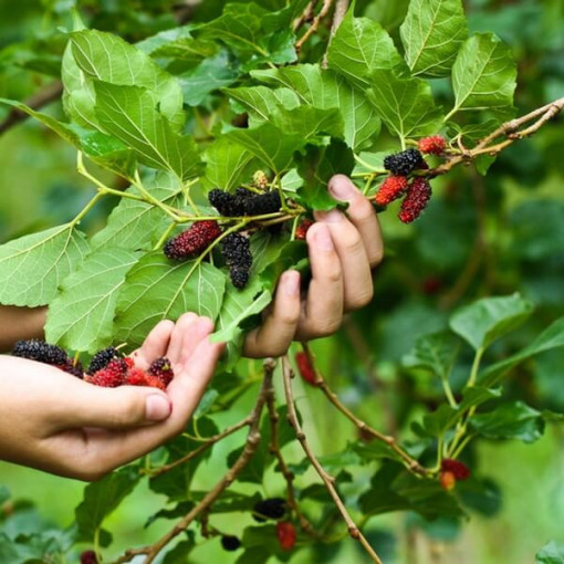 Černá moruše P9/C1