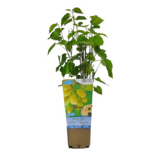 Bílá moruše P9/C1