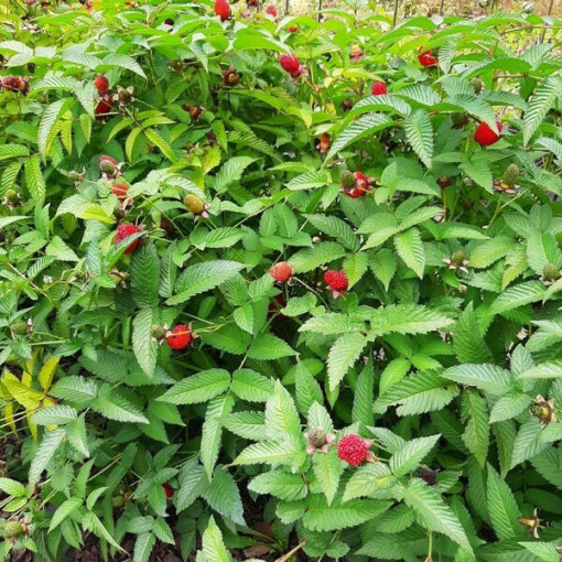 Jahodovo‑malinový hybrid P9/C1