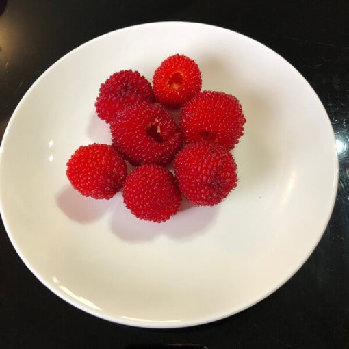 Jahodovo‑malinový hybrid P9/C1