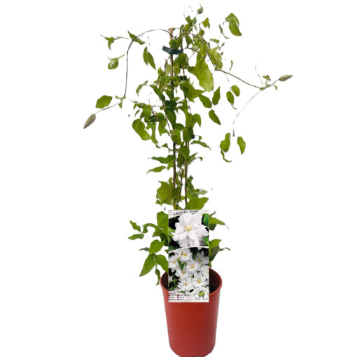 Clematis 'Isago' obj. 4L