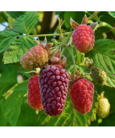 Bezrnná ostružinomalina 'Loganberry' P9/C1