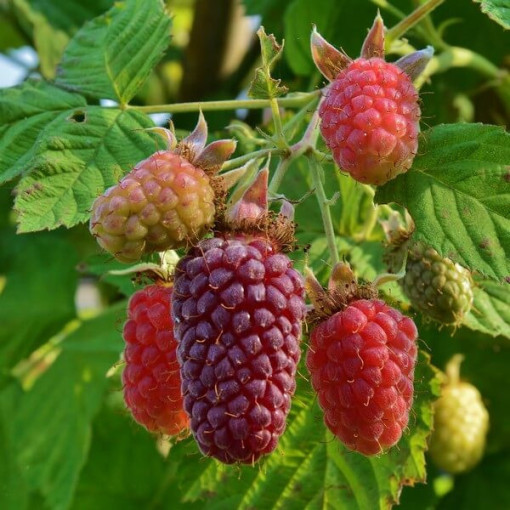 Bezrnná ostružinomalina 'Loganberry' P9/C1