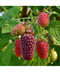 Bezrnná ostružinomalina 'Loganberry' P9/C1