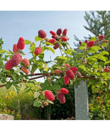 Bezrnná ostružinomalina 'Loganberry' P9/C1