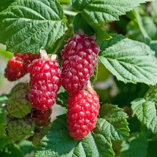 Bezrnná ostružinomalina 'Loganberry' P9/C1