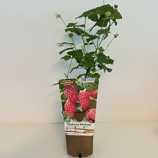 Bezrnná ostružinomalina 'Loganberry' P9/C1