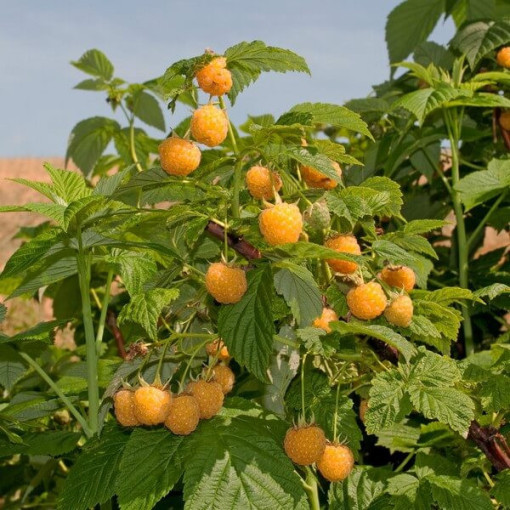 Žlutá malina 'Golden Queen' P9/C1