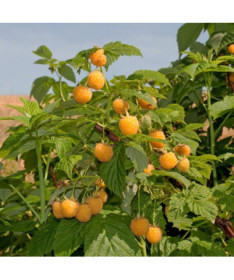 Žlutá malina 'Golden Queen' P9/C1