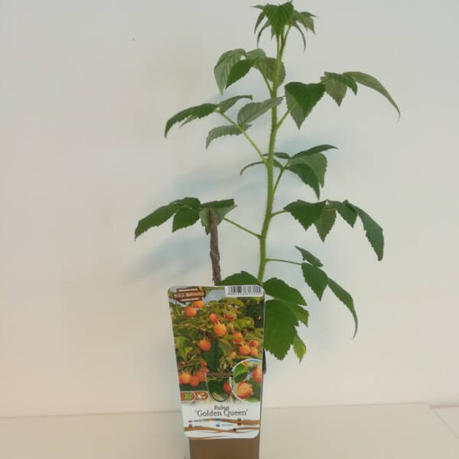 Žlutá malina 'Golden Queen' P9/C1