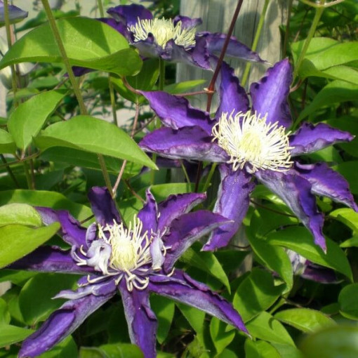 Clematis Hakuookan (velkokvětý) obj. 4L