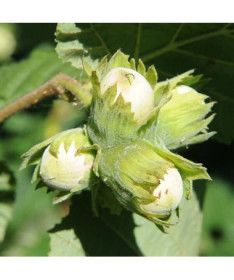 Líska obecná (Corylus avellana) P9/C1