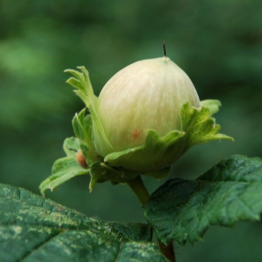 Líska obecná (Corylus avellana) P9/C1