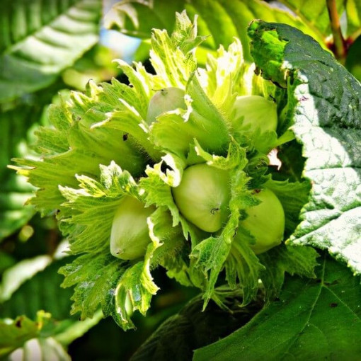 Líska obecná (Corylus avellana) P9/C1