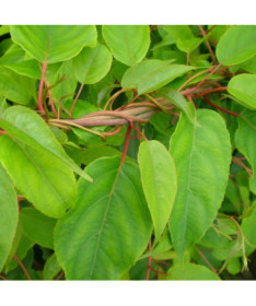 Kiwi Aktinidie Opylovač Weiki (ostrolistá) SAMČÍ P9/C1