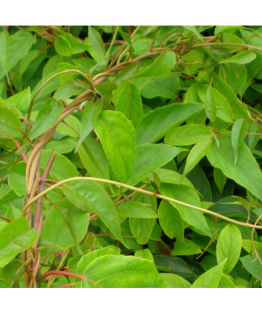 Kiwi Aktinidie Opylovač Weiki (ostrolistá) SAMČÍ P9/C1