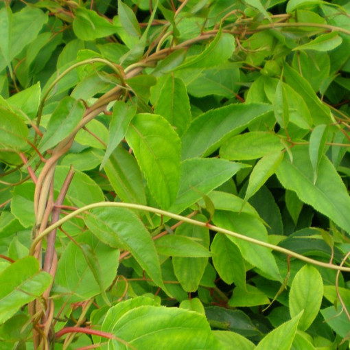 Kiwi Aktinidie Opylovač Weiki (ostrolistá) SAMČÍ P9/C1